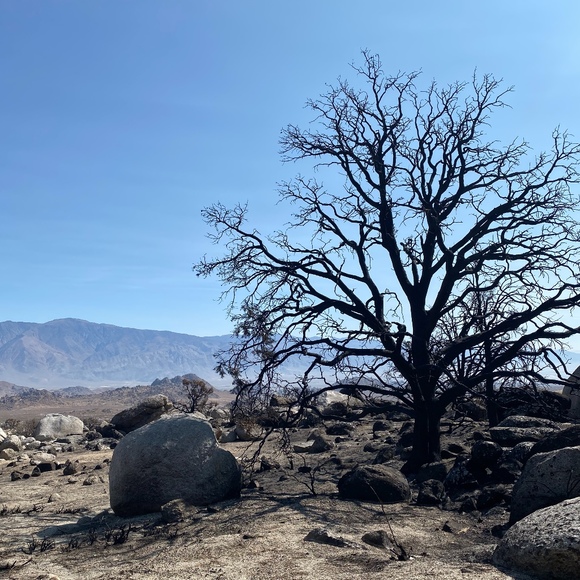 Meet your Posher, Posh - Picture 1 of 1